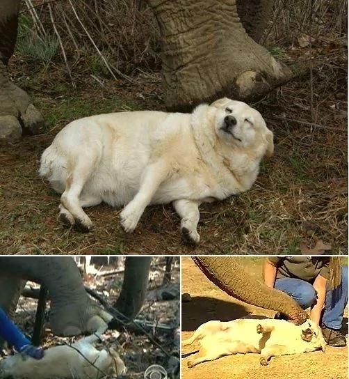 感动!狗狗住院大象守候3周遇难后还运牠返乡!