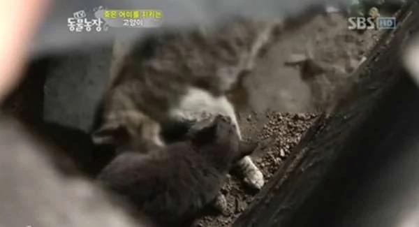 不知妈妈已过世 小猫叼肉给它吃 自己却吃树枝、泥土果腹 好孝顺的猫咪!