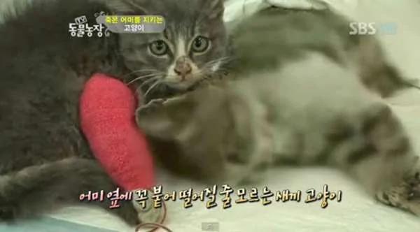 不知妈妈已过世 小猫叼肉给它吃 自己却吃树枝、泥土果腹 好孝顺的猫咪!