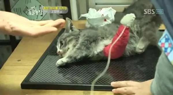 不知妈妈已过世 小猫叼肉给它吃 自己却吃树枝、泥土果腹 好孝顺的猫咪!