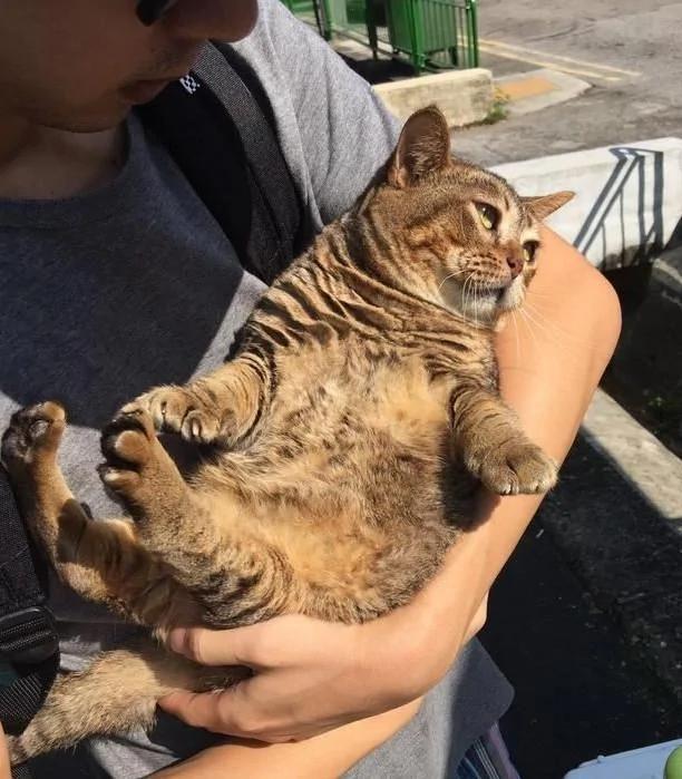 猫咪刚打完针 带它出来散散心 结果转头回医院时开始不淡定了!