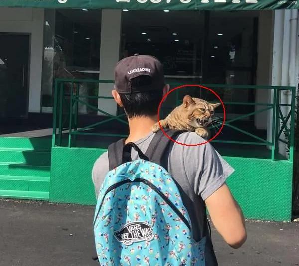 猫咪刚打完针 带它出来散散心 结果转头回医院时开始不淡定了!