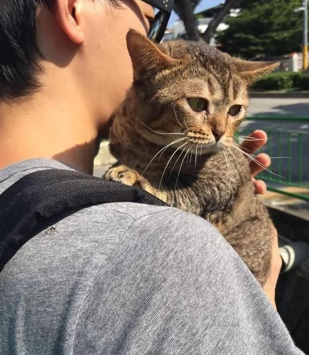 猫咪刚打完针 带它出来散散心 结果转头回医院时开始不淡定了!