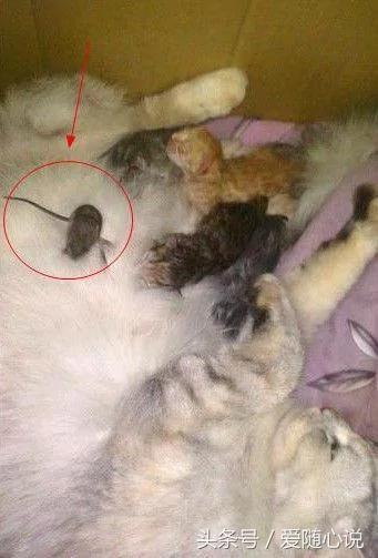 猫妈妈在给猫咪哺乳 竟有不速之客混进来蹭奶喝 原来是…