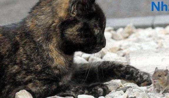 猫妈妈在给猫咪哺乳 竟有不速之客混进来蹭奶喝 原来是…