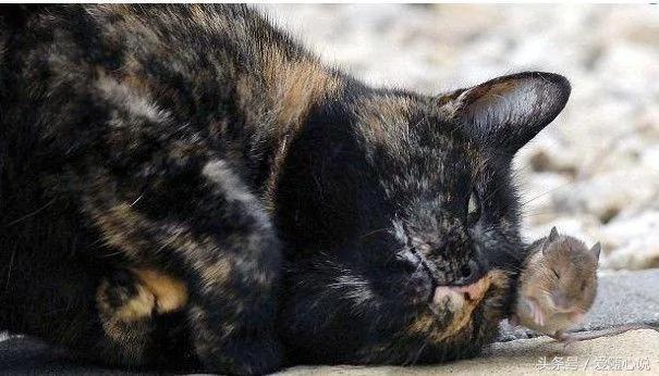 猫妈妈在给猫咪哺乳 竟有不速之客混进来蹭奶喝 原来是…
