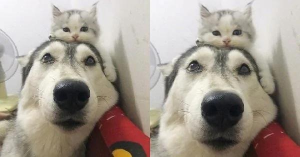 猫咪从小就喜欢趴在二哈头上 直到长大了也是这样 让人笑到融化!
