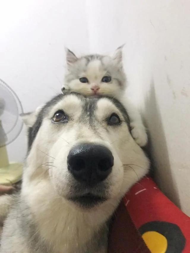 猫咪从小就喜欢趴在二哈头上 直到长大了也是这样 让人笑到融化!
