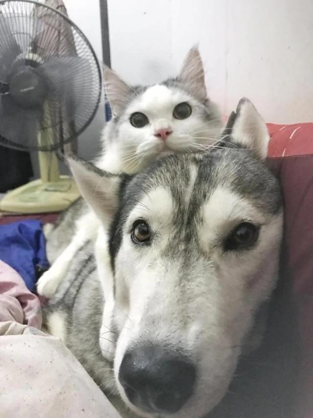 猫咪从小就喜欢趴在二哈头上 直到长大了也是这样 让人笑到融化!