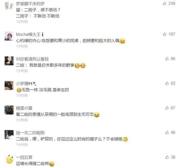猫咪从小就喜欢趴在二哈头上 直到长大了也是这样 让人笑到融化!