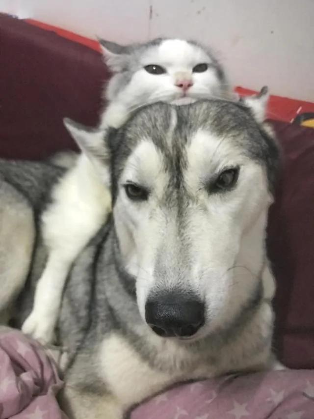 猫咪从小就喜欢趴在二哈头上 直到长大了也是这样 让人笑到融化!