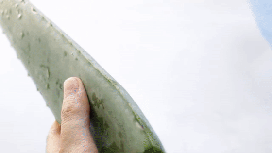 快樂手工：純天然蘆薈膠的自製方法