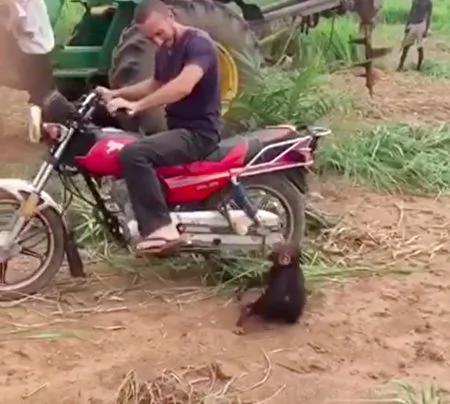 小猩猩想上机车兜风 坐地撒娇影片爆笑热传!