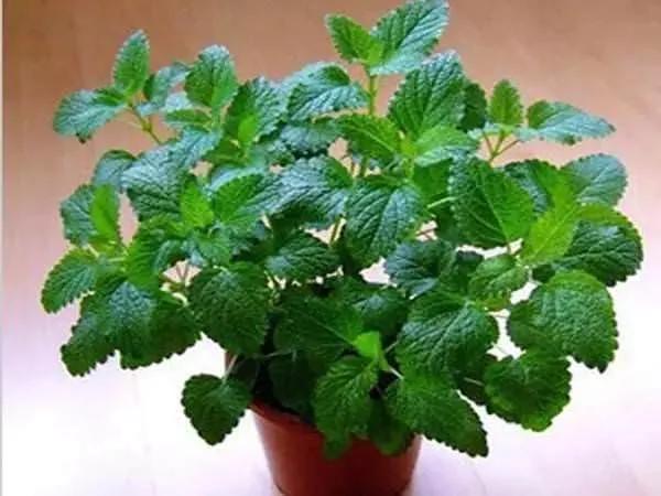 这11种花草各有疗效 是天然抗生素!家中摆一盆 给全家人带来健康