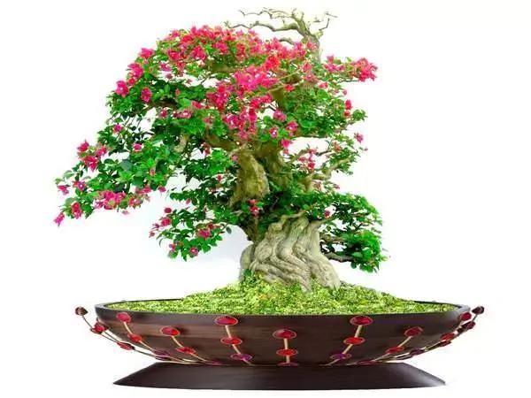 这11种花草各有疗效 是天然抗生素!家中摆一盆 给全家人带来健康