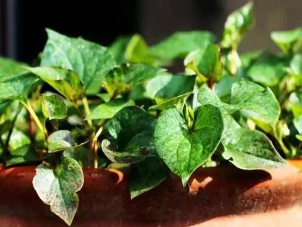 这11种花草各有疗效 是天然抗生素!家中摆一盆 给全家人带来健康