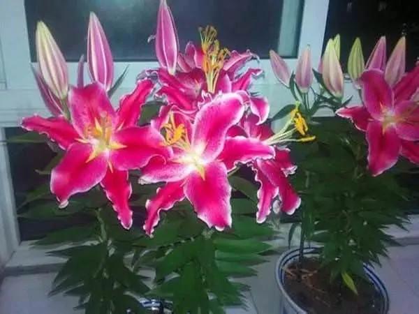 这11种花草各有疗效 是天然抗生素!家中摆一盆 给全家人带来健康