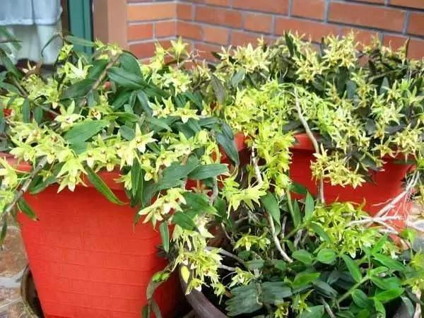 这11种花草各有疗效 是天然抗生素!家中摆一盆 给全家人带来健康