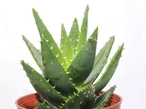 这11种花草各有疗效 是天然抗生素!家中摆一盆 给全家人带来健康