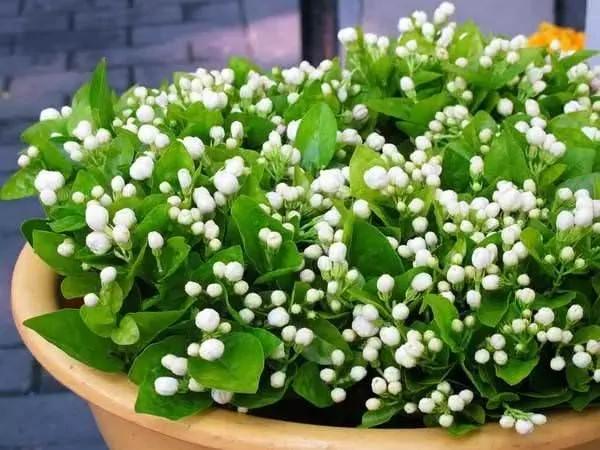 这11种花草各有疗效 是天然抗生素!家中摆一盆 给全家人带来健康