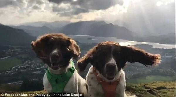 英小狗淡定立山顶耳朵随风舞动 画面呆萌搞笑