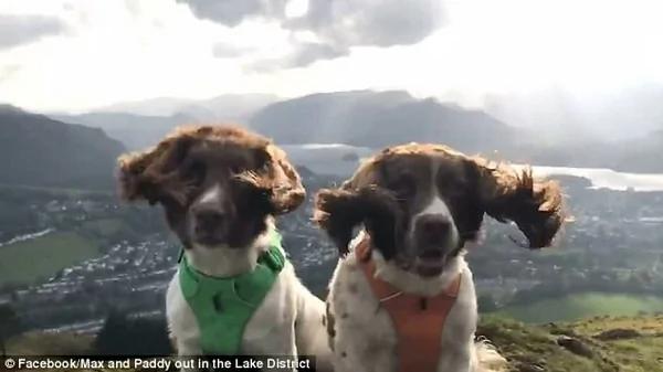 英小狗淡定立山顶耳朵随风舞动 画面呆萌搞笑