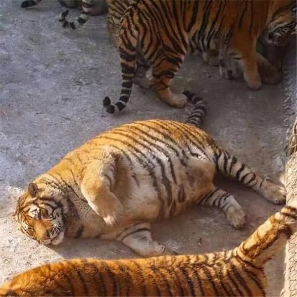 哈尔滨西伯利亚虎园流出的一系列“肥猫”照 超惊艳!