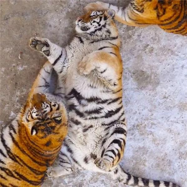 哈尔滨西伯利亚虎园流出的一系列“肥猫”照 超惊艳!