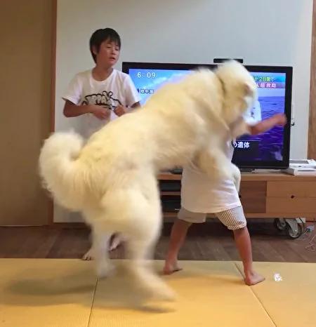 两只黑猫打架超激烈 大黑狗出现两猫瞬间石化!