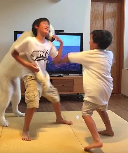 两只黑猫打架超激烈 大黑狗出现两猫瞬间石化!