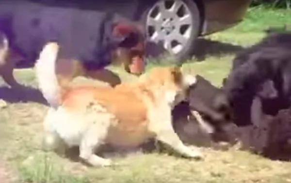 两只黑猫打架超激烈 大黑狗出现两猫瞬间石化!