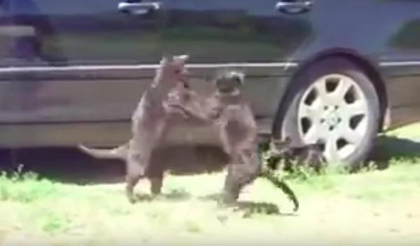 两只黑猫打架超激烈 大黑狗出现两猫瞬间石化!