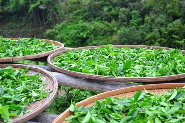 当心!这9种食物越新鲜越伤人 你一定要知道!