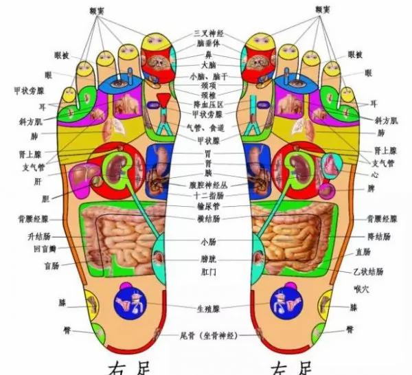 “上病取下 百病治足”一病一绝招