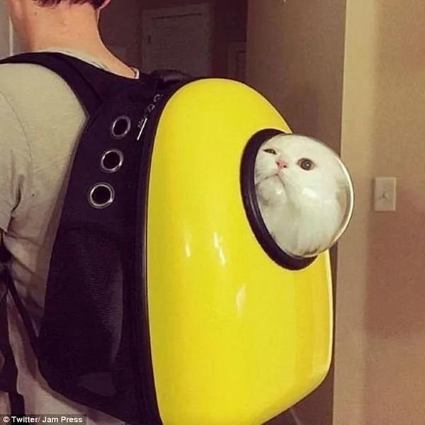 太空宠物背包走红网络掀起爱猫人士晒猫热潮