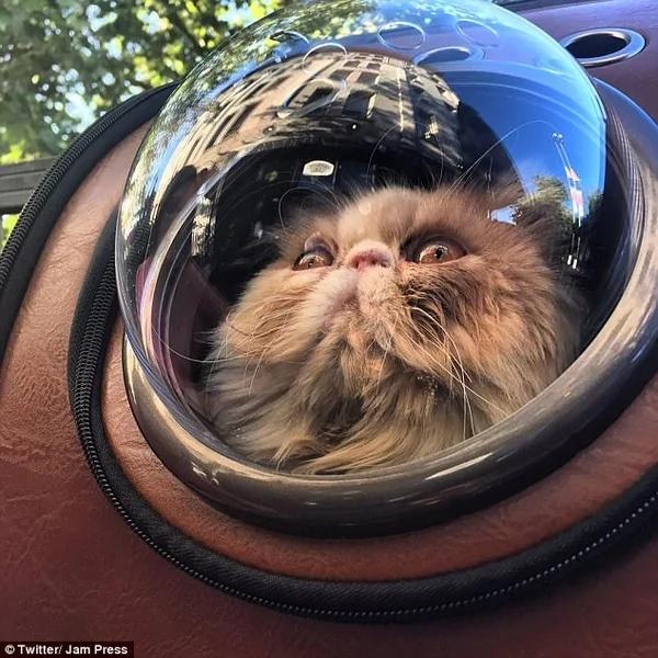 太空宠物背包走红网络掀起爱猫人士晒猫热潮