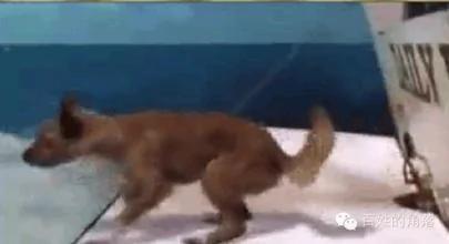 狗狗不小心掉进大海 竟遇上了“鲨鱼” 结局是…!