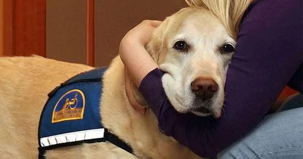 法庭内的法庭犬 它们存在的理由 好人性化啊!