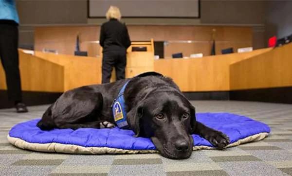法庭内的法庭犬 它们存在的理由 好人性化啊!