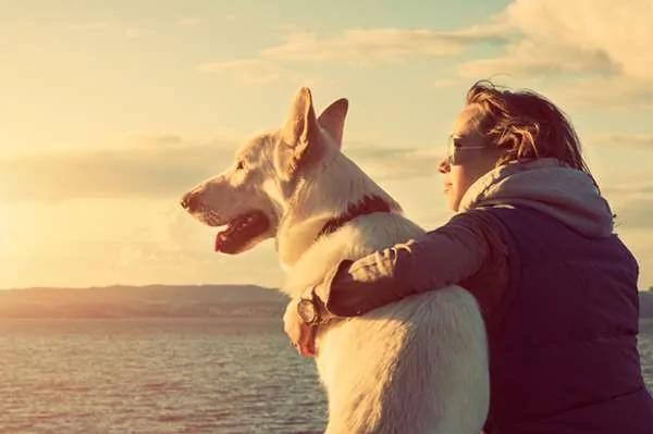 法庭内的法庭犬 它们存在的理由 好人性化啊!