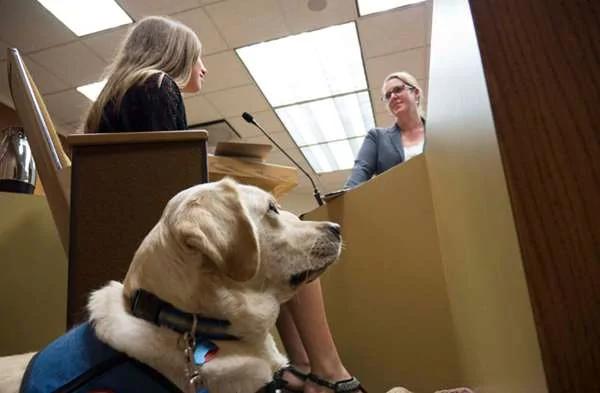 法庭内的法庭犬 它们存在的理由 好人性化啊!