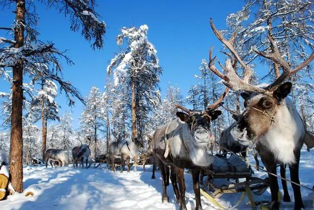 世界最寒冷的村庄:最低温达-71.2℃ 活鱼秒变石头 水却不会结冰!