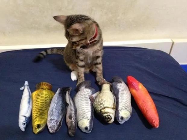 买了一个鱼抱枕深得猫咪喜爱 多买几个给它 它的反应让人笑翻!