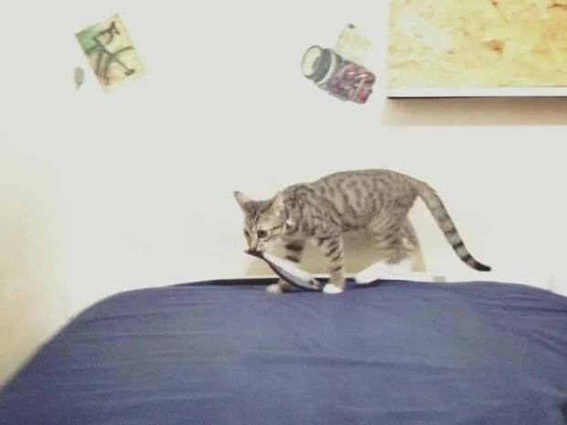 买了一个鱼抱枕深得猫咪喜爱 多买几个给它 它的反应让人笑翻!
