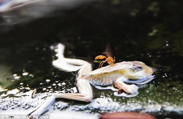 亚马逊雨林发现“沸腾河谷” 生物落水即被烫死
