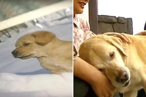 “我回来了” 退休导盲犬回老家 隔11年重逢 表现超感人!