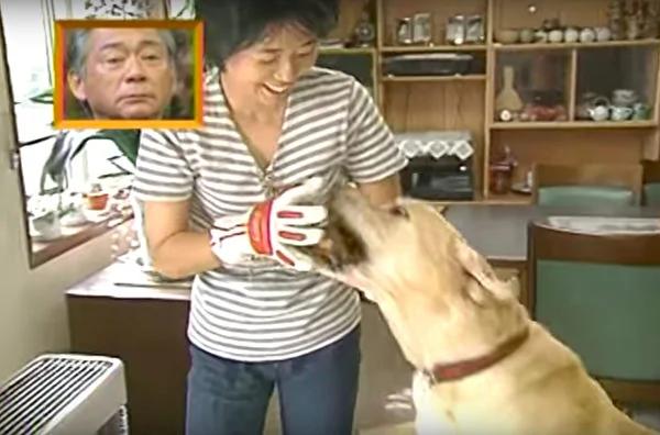 “我回来了” 退休导盲犬回老家 隔11年重逢 表现超感人!