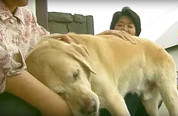 “我回来了” 退休导盲犬回老家 隔11年重逢 表现超感人!