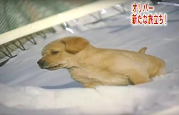 “我回来了” 退休导盲犬回老家 隔11年重逢 表现超感人!