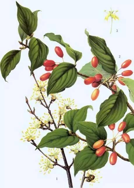 重阳节:无限青山行已尽 回看忽觉远离乡